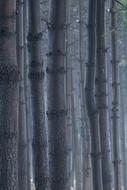 Wood Park Forest