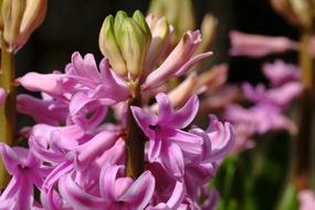 Hyacinth Hyacinthus Spring