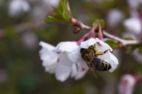Flower Nature In The Free