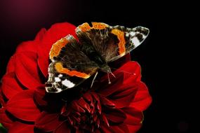 Fractalius Edelfalter Red Admiral