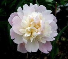 Peony Flower Pink