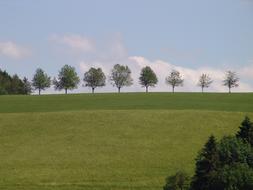Landscape Trees
