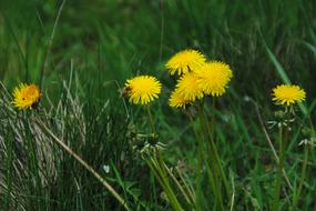 Flowers Grass Summer