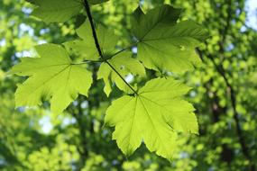 lovely leaves in the sunlight