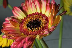 Blossom Bloom Yellow