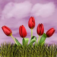 Nature Flower Tulip