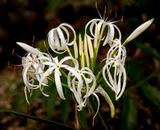 River Lily Swamp Crinum
