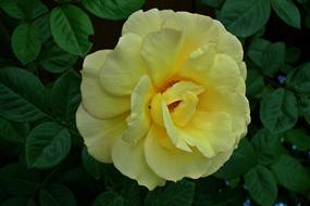 Flower Rose Yellow Petal Of A