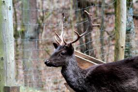 brown elk in the forest