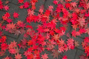 Maple Leaf Autumn Leaves