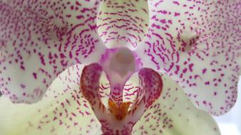 Orchid Nature Flower