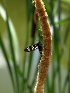 a butterfly in white patterns on a branch