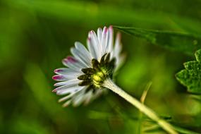 Common Daisy Flower