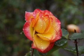 Yellow Pink Rose