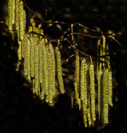 Hazelnut Flowers Nature