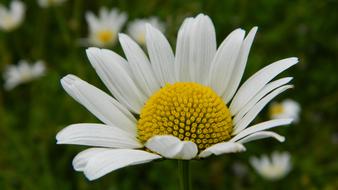 Daisy Meadow Flower