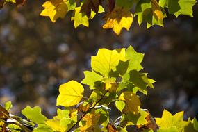 Autumn Leaves Maple