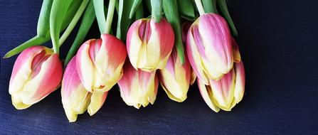 Tulips Flowers Flower