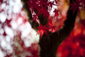 Autumn Leaves Maple