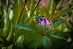 Peony Bud Spider
