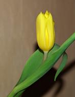 Flower Tulip Yellow