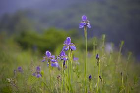 Nature Flowers Outdoors