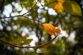 Tree Leaf Branch