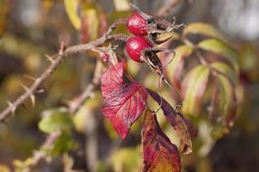 Rose Hip Autumn Red