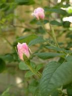 Rose Bud Flowers Tender