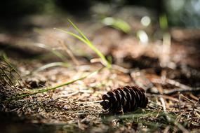 Nature Wood Outdoors