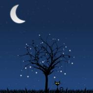 the moon the sky is beautiful trees