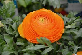 Flower Plant Ranunculus Orange
