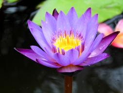 Flowers Indonesian Plants