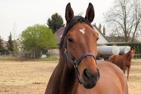 Two brown horses