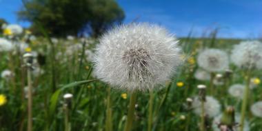 Dandelion Flower Meadow