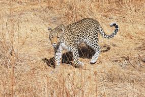 Leopard Africa Safari