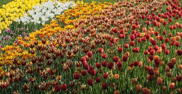 Flower Tulips Tulip Field