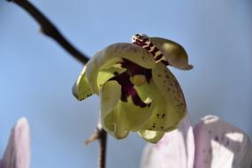 Flower Bud Orchid
