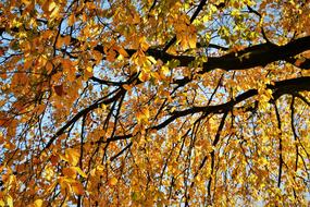 Leaves Aesthetic Tree
