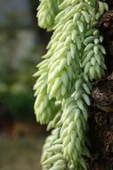 Plant Nature Jade
