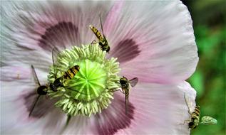 Episyrphus balteatus on a flower