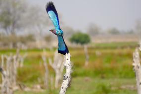 Nature Okavango Botswana