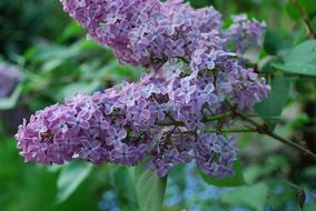 Lilac Blossom Bloom