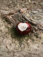 Buckeye Chestnut Nature