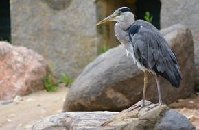 Animal World Nature Bird