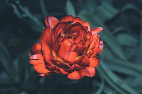 Flower Red Beautiful