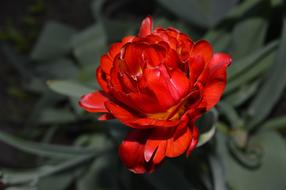 Flower Red Beautiful