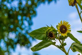 yellow flowers dry with leaves on a branch