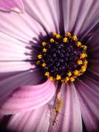 Flower Nature Flora