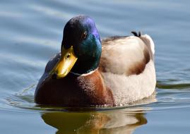 Duck Mallard Drake